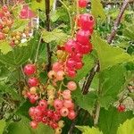 Ribes rubrumFrukto