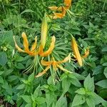 Lilium rosthornii