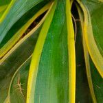 Agave demeesteriana Blatt