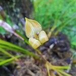 Maxillaria egertoniana Кветка