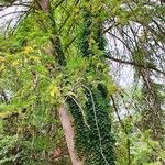 Torreya californica Hábito