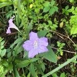 Ruellia geminiflora Blomst