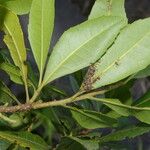 Morella cerifera Hoja