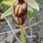 Ophrys × arachnitiformis Blüte