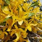 Dendrobium unicum Blodyn