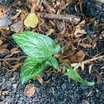 Arum italicumLeaf