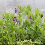 Lathyrus vivantii Libunga