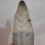 Vernonanthura discolor Hoja