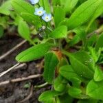 Myosotis sparsiflora Deilen