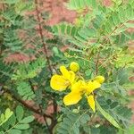 Senna auriculata Flower