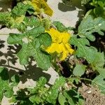 Solanum rostratumFlower