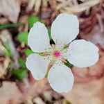 Rubus trivialis Kwiat