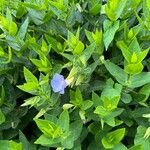 Thunbergia natalensis Fulla