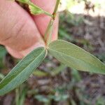 Zornia latifolia Folla