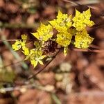 Bupleurum baldense Квітка