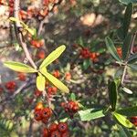 Pyracantha koidzumii Leaf