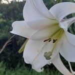 Lilium formosanum Flower