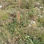 Digitalis ferruginea Habit