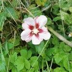Hibiscus hamabo Flor