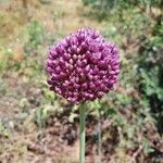 Allium vineale Flor