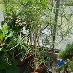 Phyllarthron bernierianum