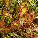 Drosera anglica Yaprak