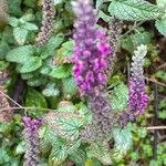 Teucrium hircanicum Habitus