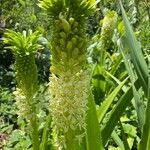 Eucomis pallidiflora Flower