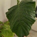 Colocasia gigantea Φύλλο