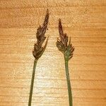Carex pilulifera Bloem
