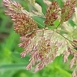 Polypogon viridis Flor