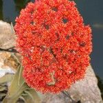 Crassula perfoliata Blomst