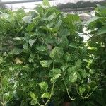 Epipremnum aureum Hoja