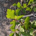 Rhus aromatica Leaf