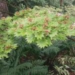 Acer shirasawanum Leaf