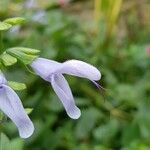 Salvia coerulea