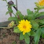 Calendula stellataFloro