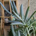 Senecio serpens Blad