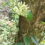 Mikania scandens 叶