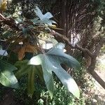 Oreopanax dactylifolius 葉