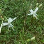 Anthericum ramosum फूल