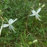 Anthericum ramosum Floare