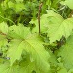 Viburnum sargentii Lehti