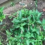 Chimaphila maculata Hoja