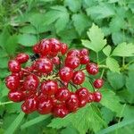 Actaea rubra Meyve