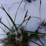 Carex digitata Blomst