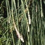 Casuarina glauca Levél