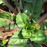 Crepis bursifolia Fulla