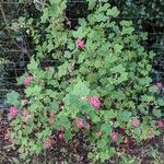 Ribes sanguineum Natur