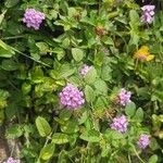 Lantana montevidensis Kvet